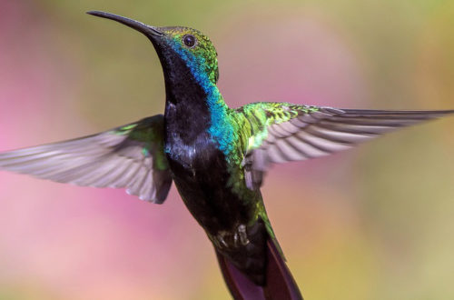 Sandro Veronesi "Il colibrì"