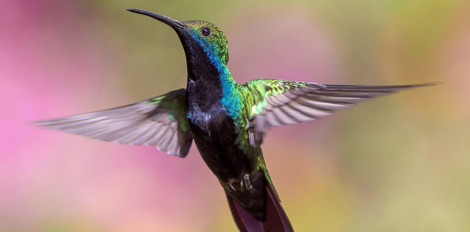 Sandro Veronesi "Il colibrì"