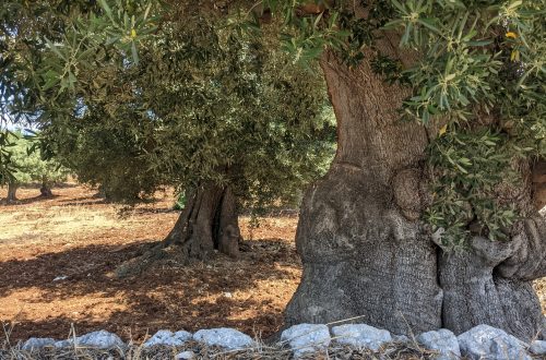 Lei che non tocca mai terra