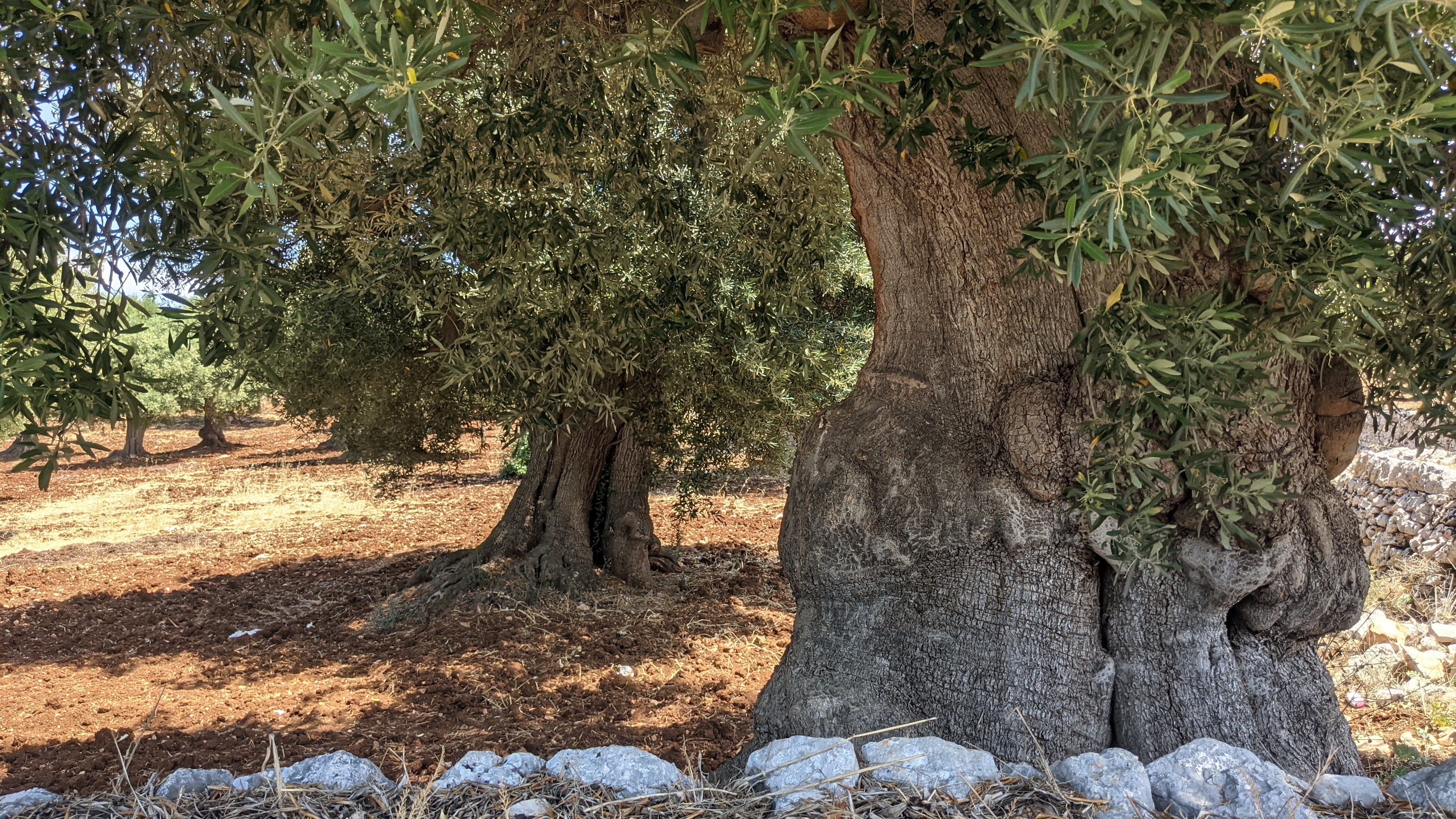 Lei che non tocca mai terra